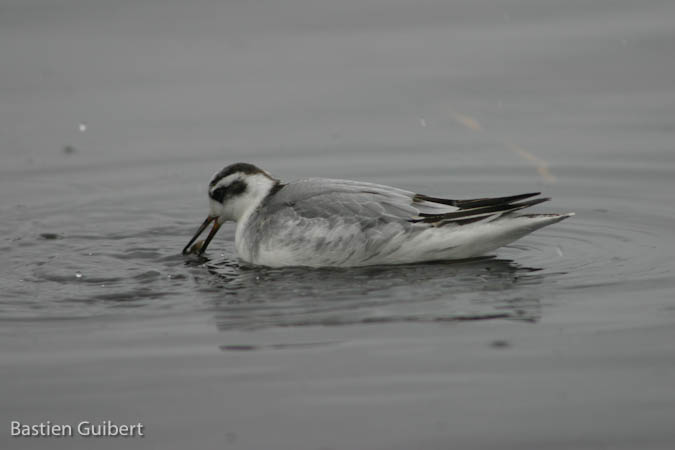 Phalarope à bec large  - Bastien Guibert