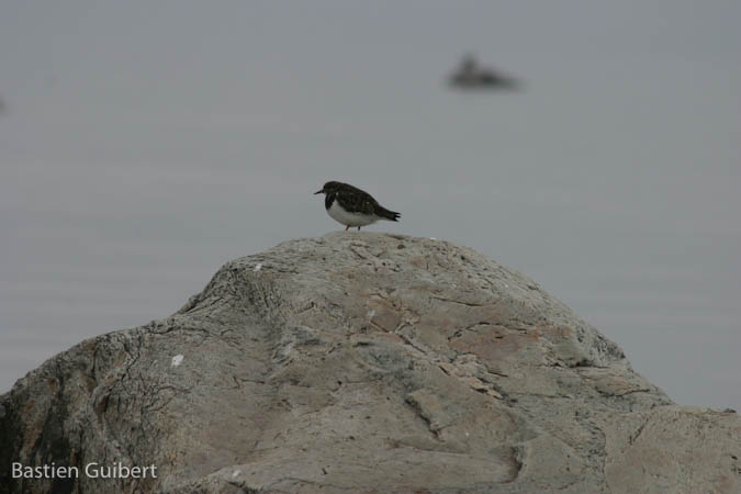 Ruddy Turnstone  - Bastien Guibert