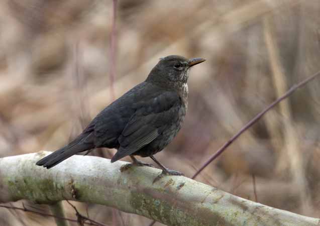 Merle noir  - Kurt Knechtli