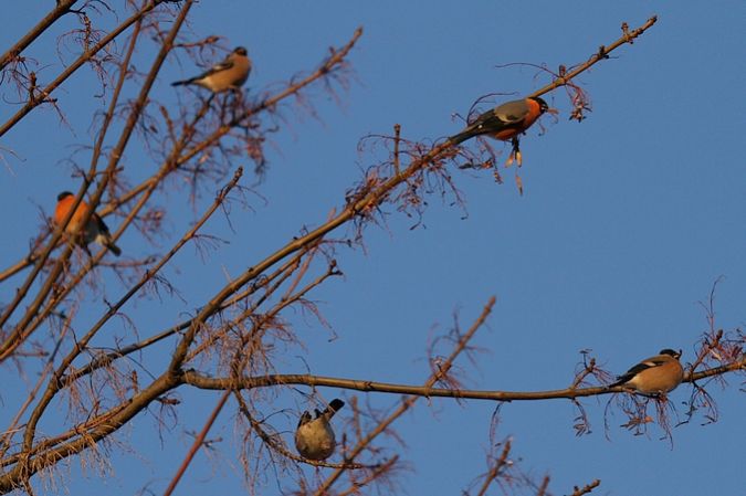 Bouvreuil pivoine  - Stéphane Passera