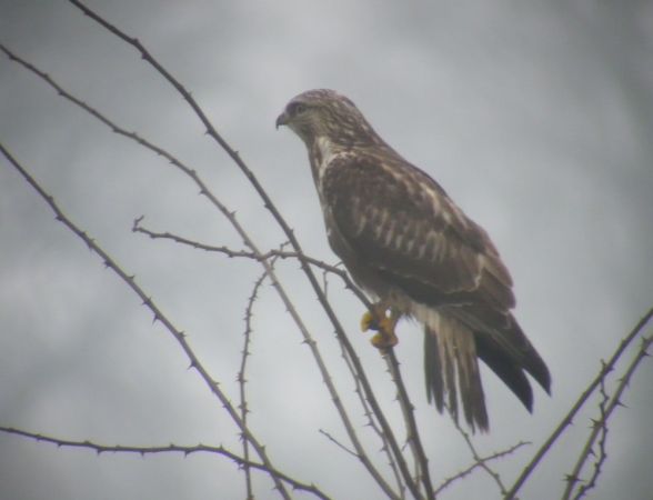Buse pattue  - Jakob Hochuli