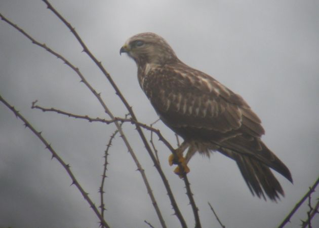 Buse pattue  - Jakob Hochuli