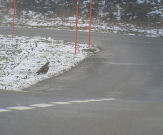 Buse pattue  - Jakob Hochuli