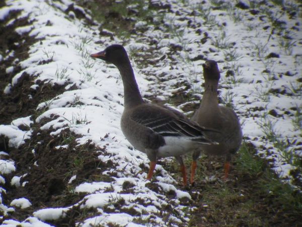 Oie de la toundra  - Jakob Hochuli