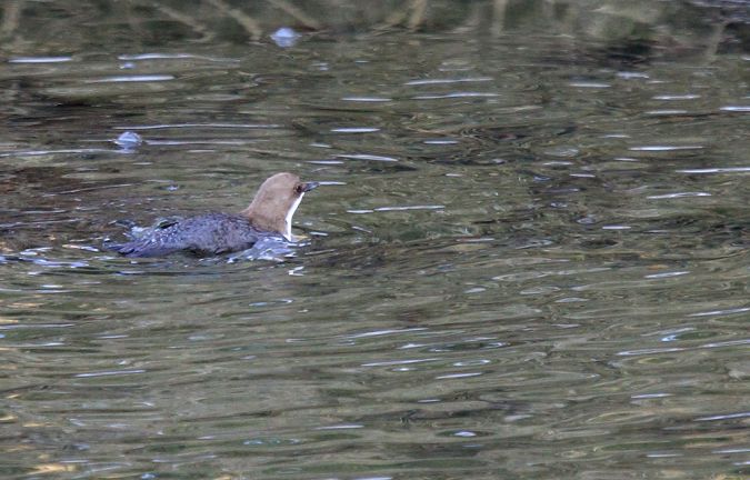 White-throated Dipper  - Evelyne Pellaton