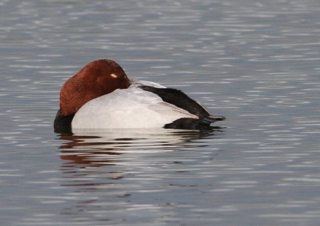 Fuligule milouin  - Francis Banderet