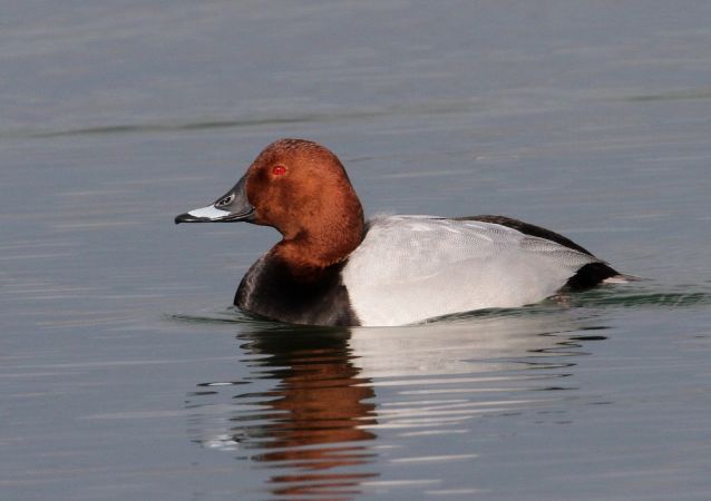 Fuligule milouin  - Francis Banderet
