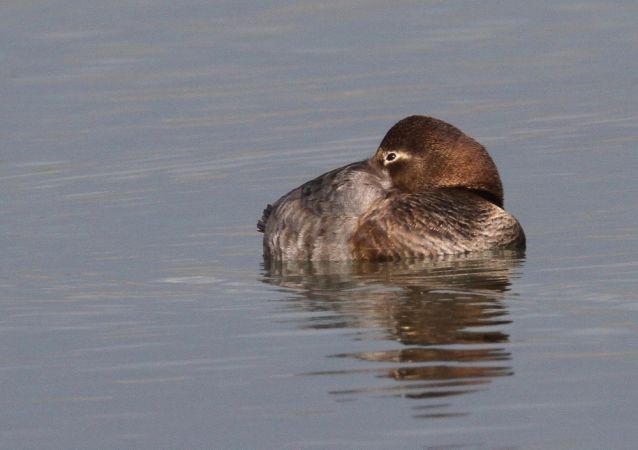 Fuligule milouin  - Francis Banderet