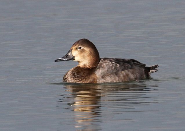 Fuligule milouin  - Francis Banderet