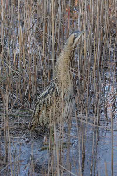 Butor étoilé  - Frédéric Jaquier
