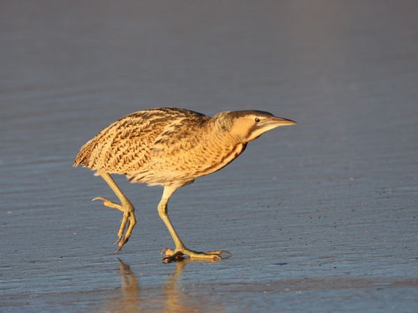 Butor étoilé  - Frédéric Jaquier