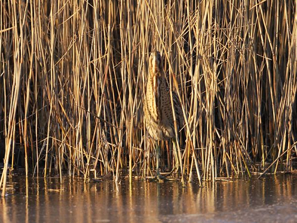 Butor étoilé  - Frédéric Jaquier