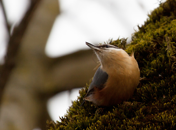 Sittelle torchepot  - Anders Storensten