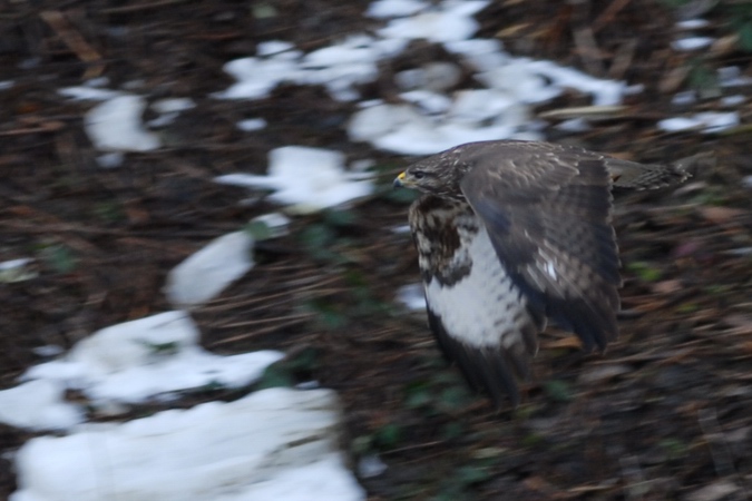 Buse variable  - Laurent Francey