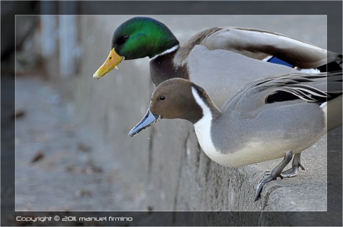 Canard pilet  - Manuel Firmino
