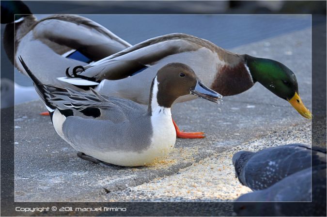 Canard pilet  - Manuel Firmino
