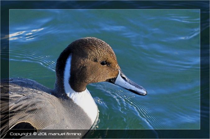 Canard pilet  - Manuel Firmino