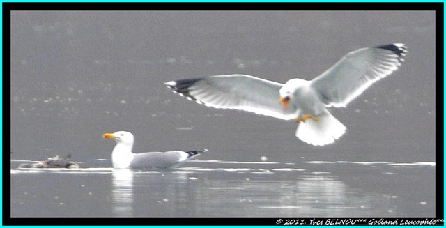 Goéland leucophée  - Yves Belnou