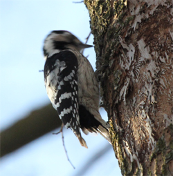 Lesser Spotted Woodpecker  - Markus Benz