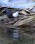 White-throated Dipper  - Evelyne Pellaton