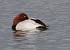 Fuligule milouin  - Francis Banderet