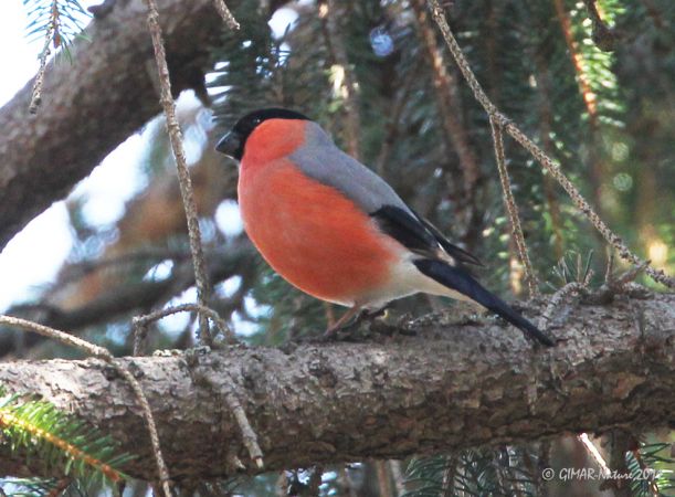 Bouvreuil pivoine  - Gianni Marcolli