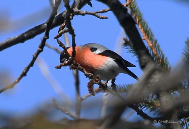 Bouvreuil pivoine  - Gianni Marcolli