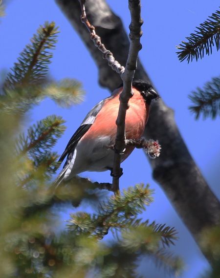 Bouvreuil pivoine  - Gianni Marcolli