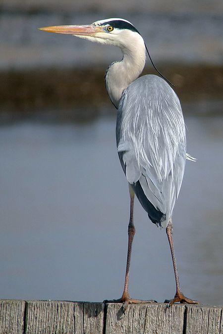 Héron cendré  - Stephan Trösch