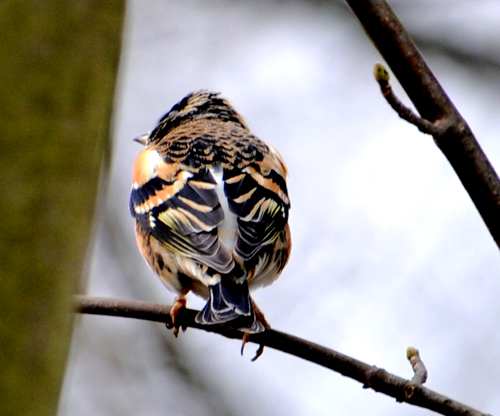 Pinson du Nord  - Hans-Rudolf Weiss