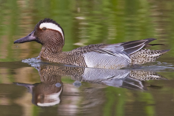 Sarcelle d'été  - Bernhard Müller