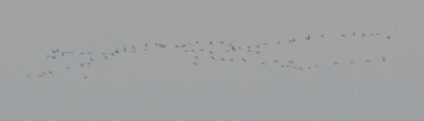 Grand Cormoran  - Stephane Henneberg