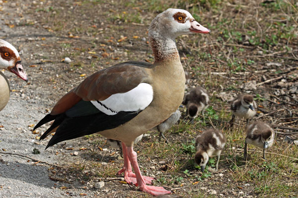 Ouette d'Égypte  - Eric Sauser