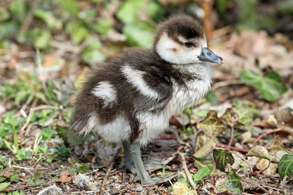 Ouette d'Égypte  - Eric Sauser