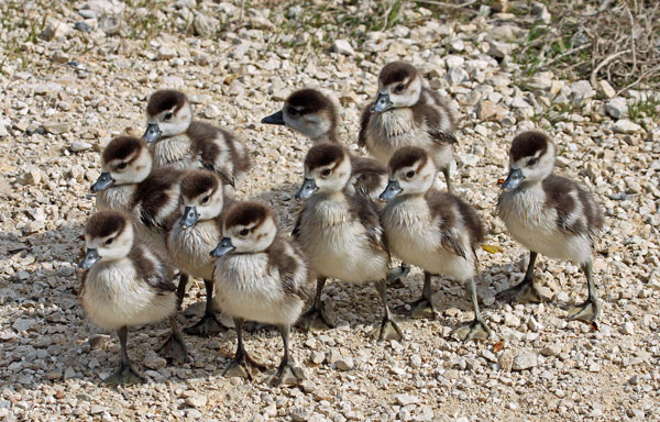 Ouette d'Égypte  - Eric Sauser