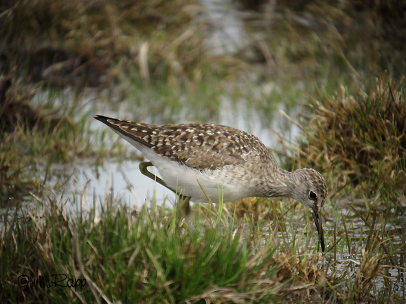 Chevalier sylvain  - Marc Rapp