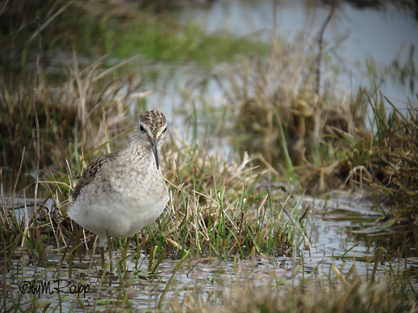Chevalier sylvain  - Marc Rapp
