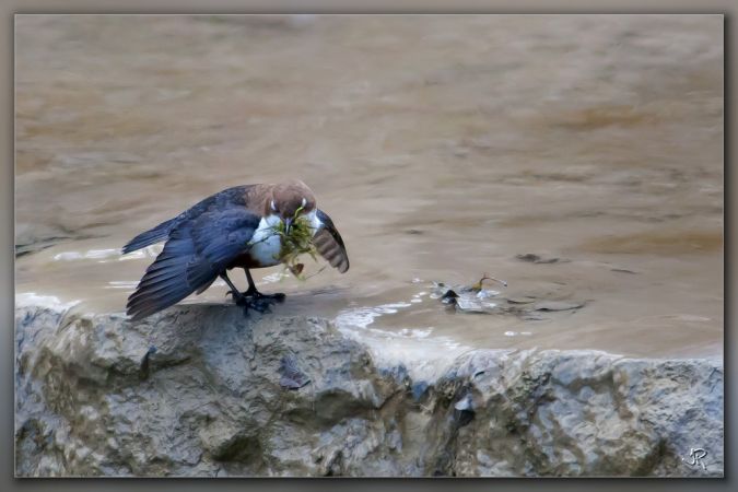 Cincle plongeur  - Jacky Robatel
