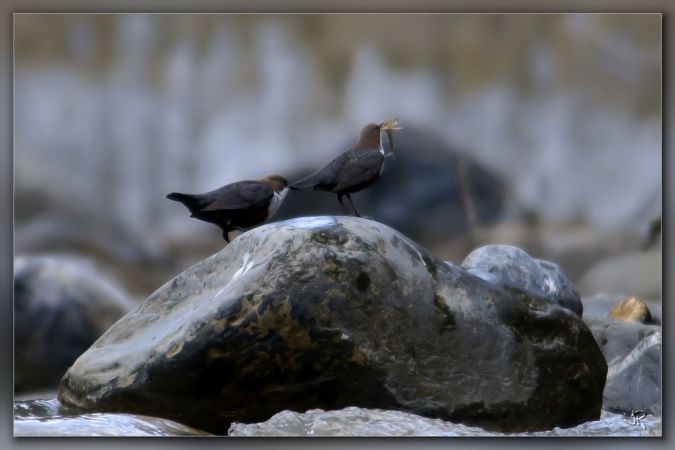 Cincle plongeur  - Jacky Robatel