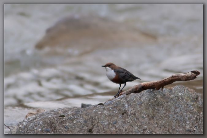 Cincle plongeur  - Jacky Robatel
