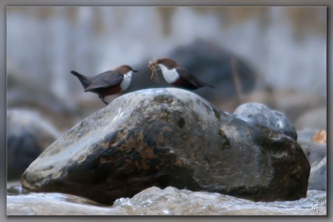 Cincle plongeur  - Jacky Robatel