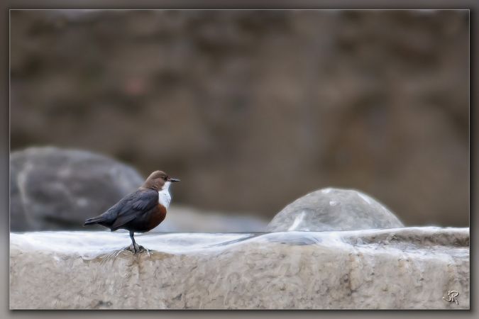 Cincle plongeur  - Jacky Robatel