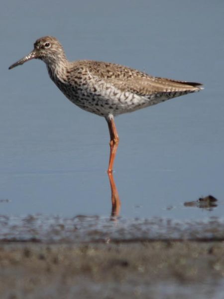 Chevalier gambette  - Paul J. Brändli