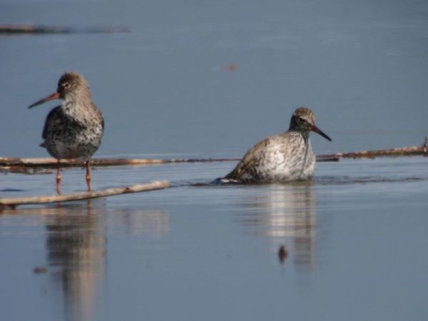 Chevalier gambette  - Paul J. Brändli