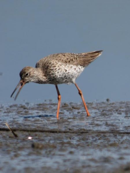 Chevalier gambette  - Paul J. Brändli