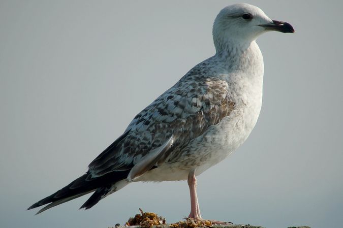 Goéland leucophée  - Stephan Trösch
