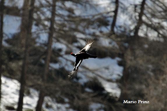 Tétras lyre  - Mario Prinz