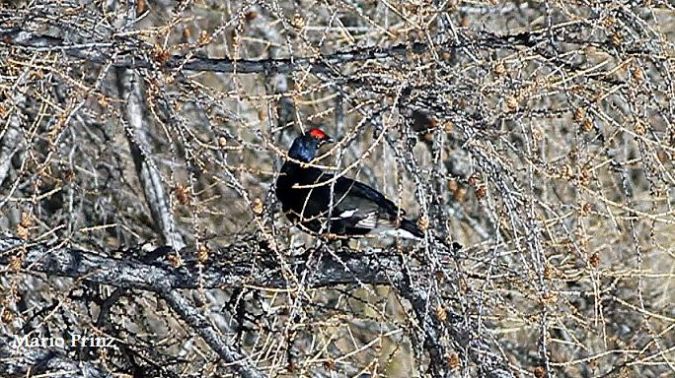 Tétras lyre  - Mario Prinz