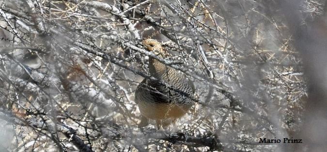 Tétras lyre  - Mario Prinz