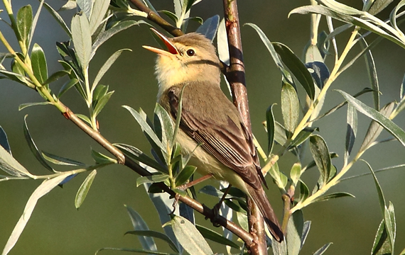Hypolaïs polyglotte  - Andrea Louis Capol